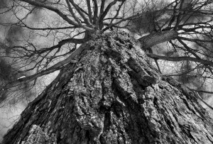 Digital Media and 2013 Review Cover— Brittney Leach “Loom”